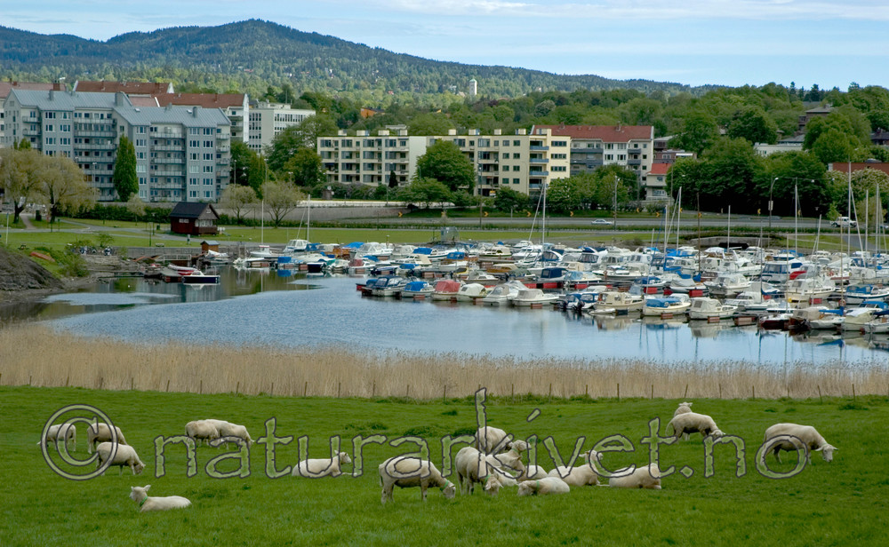 BB 05 0124 / Ovis aries / Sau <br /> Phragmites australis / Takrør