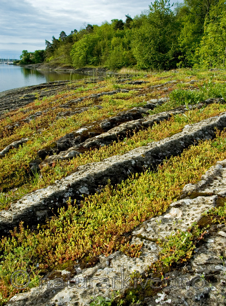 BB 05 0128 / Sedum acre / Bitterbergknapp