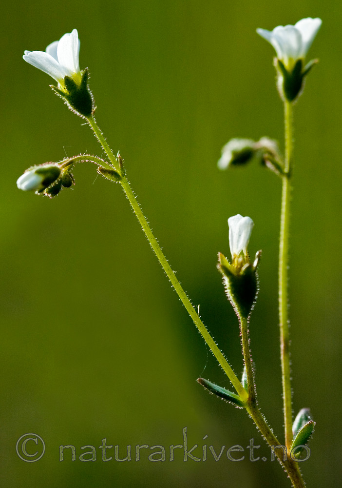 BB 05 0135 / Saxifraga osloënsis / Oslosildre