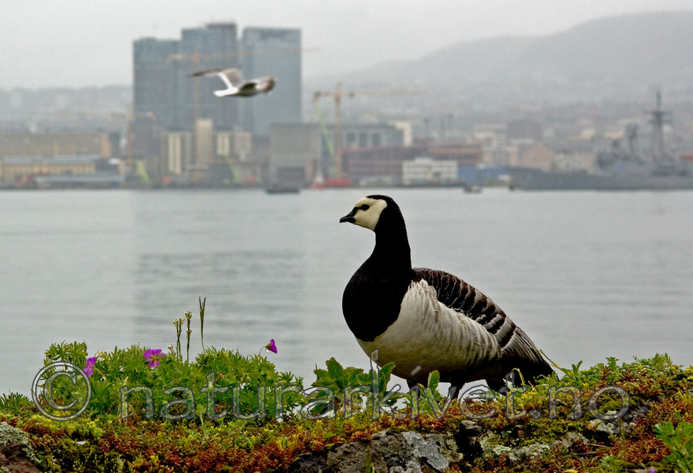BB 05 0138 / Branta leucopsis / Hvitkinngås