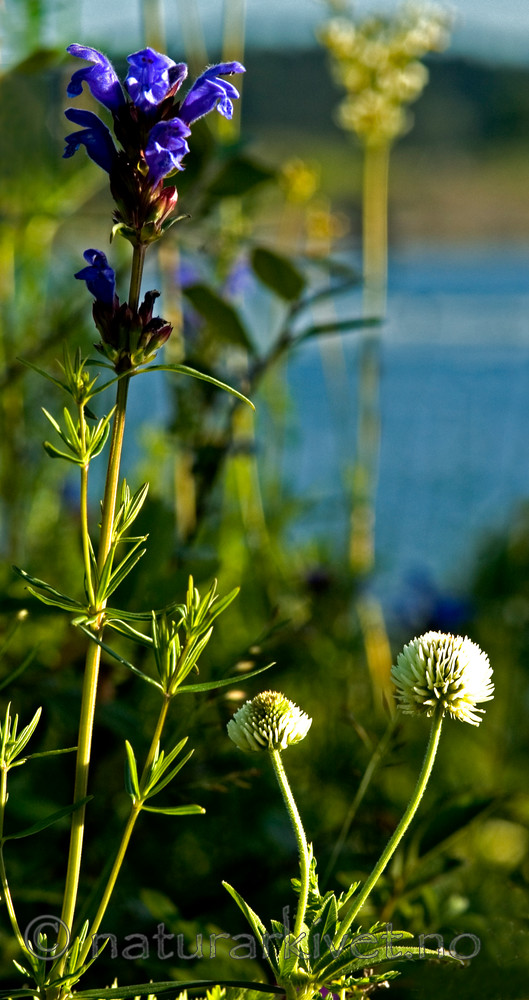 BB 05 0145 / Dracocephalum ruyschiana / Dragehode <br /> Trifolium montanum / Bakkekløver
