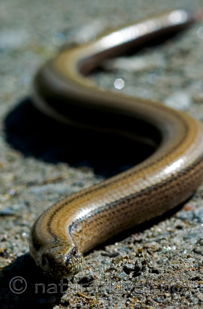 BB 05 0149 / Anguis fragilis / Stålorm