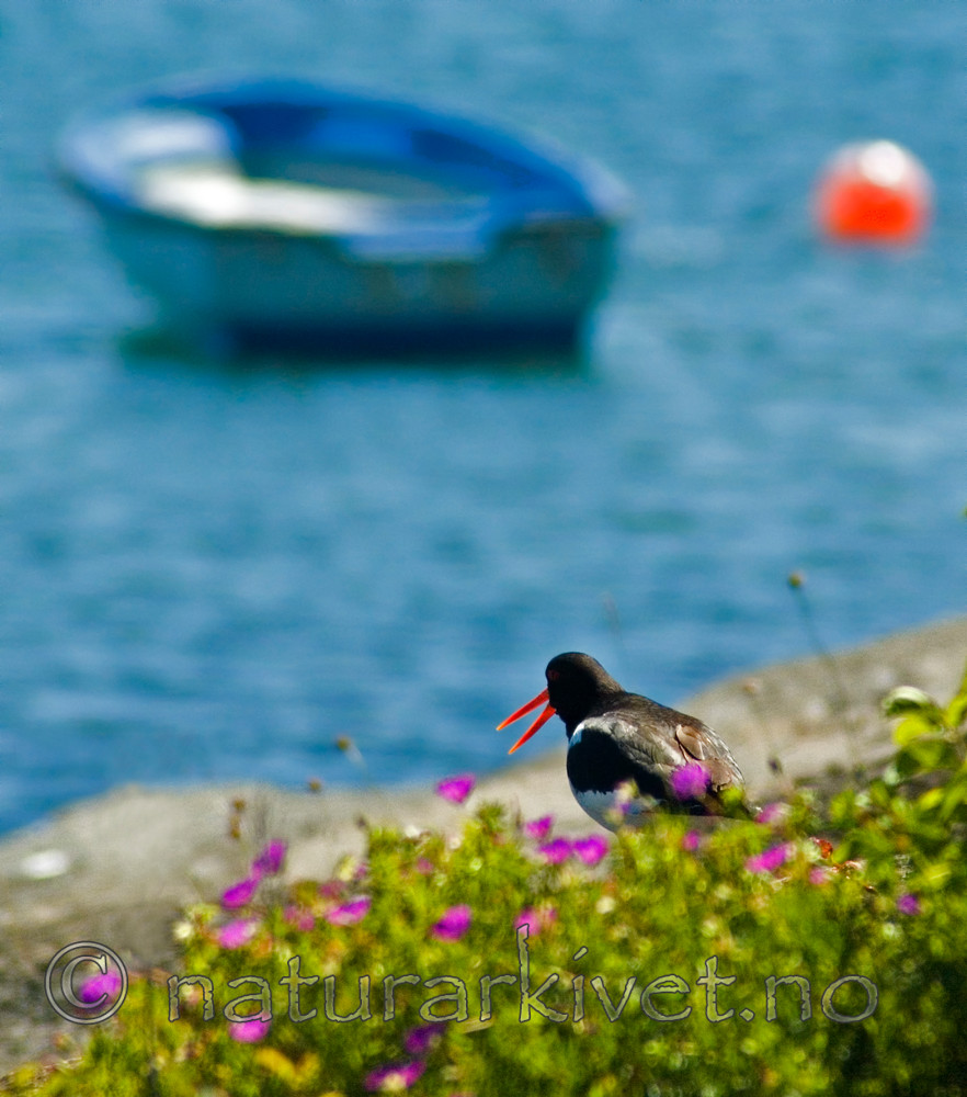 BB 05 0158 / Geranium sanguineum / Blodstorkenebb <br /> Haematopus ostralegus / Tjeld
