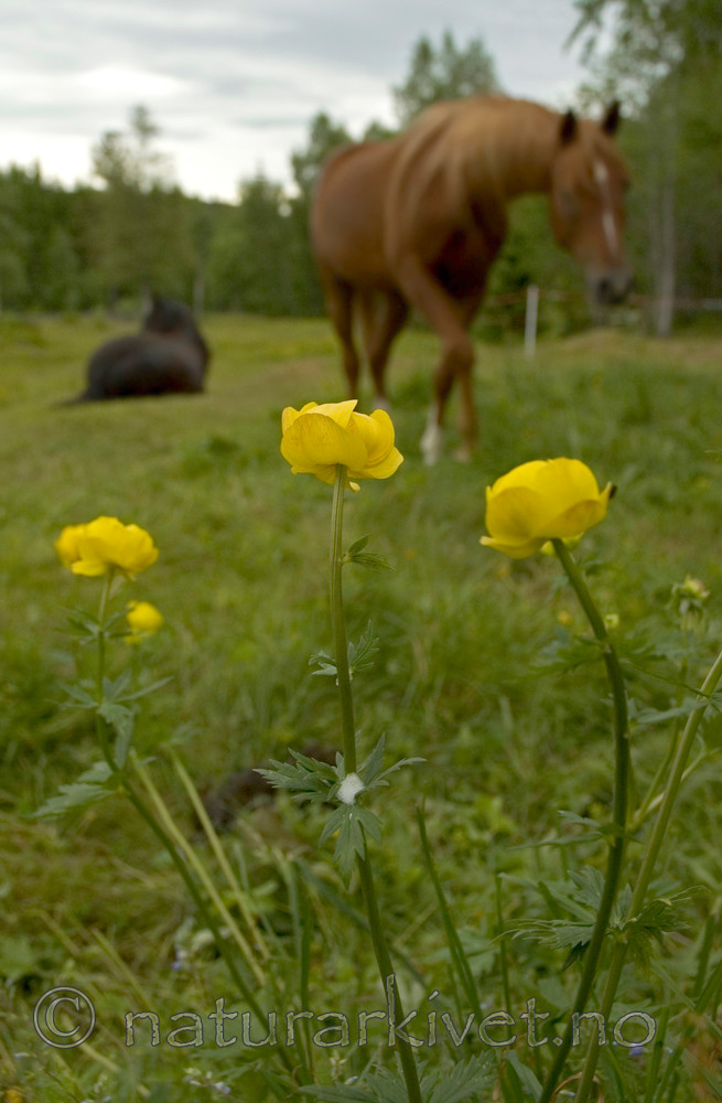 BB 05 0168 / Equus caballus / Hest