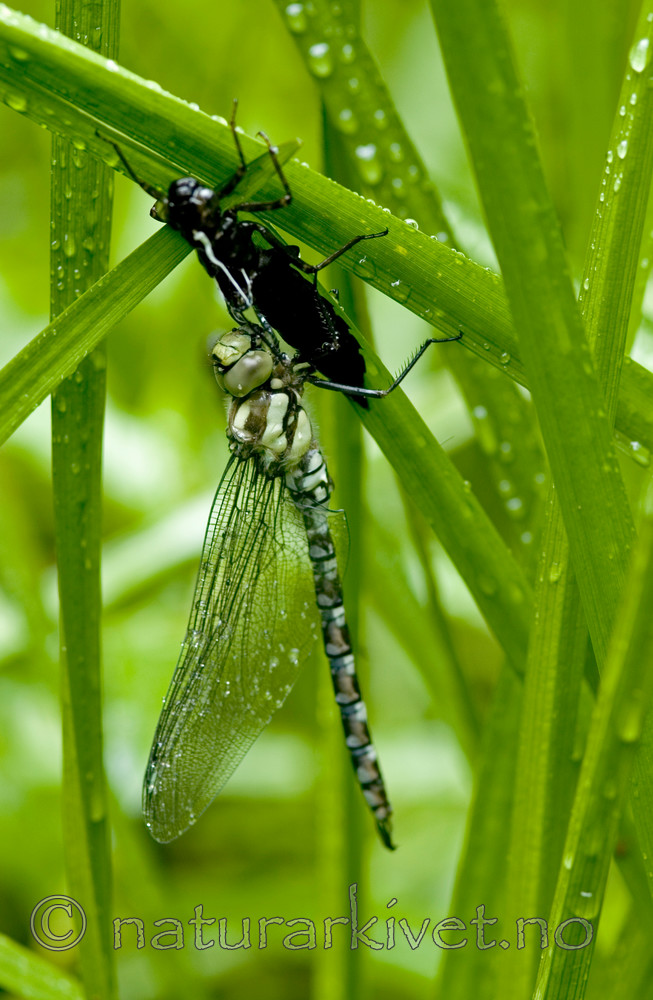 BB 05 0170 / Aeshna juncea / Vanlig øyenstikker