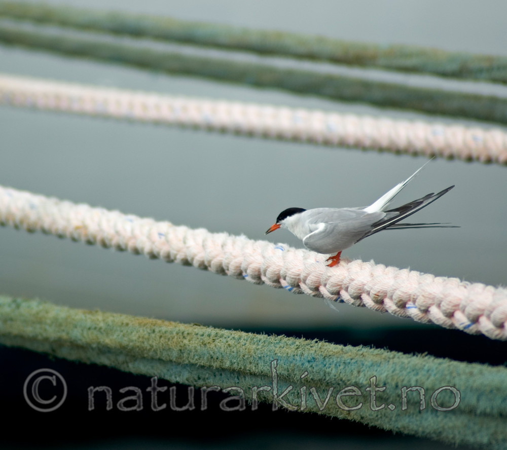 BB 05 0172 / Sterna hirundo / Makrellterne