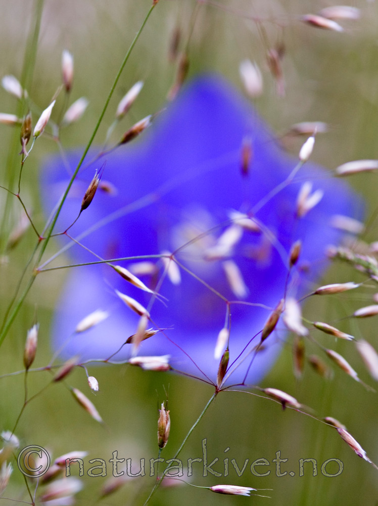 BB 05 0175 / Campanula persicifolia / Fagerklokke
