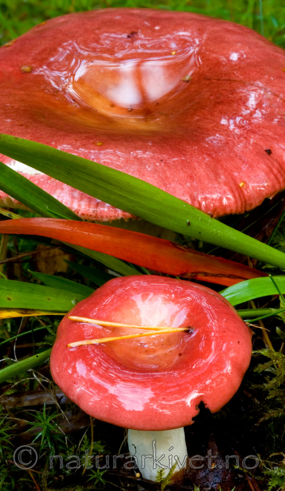 BB 05 0177 / Russula integra / Mandelkremle