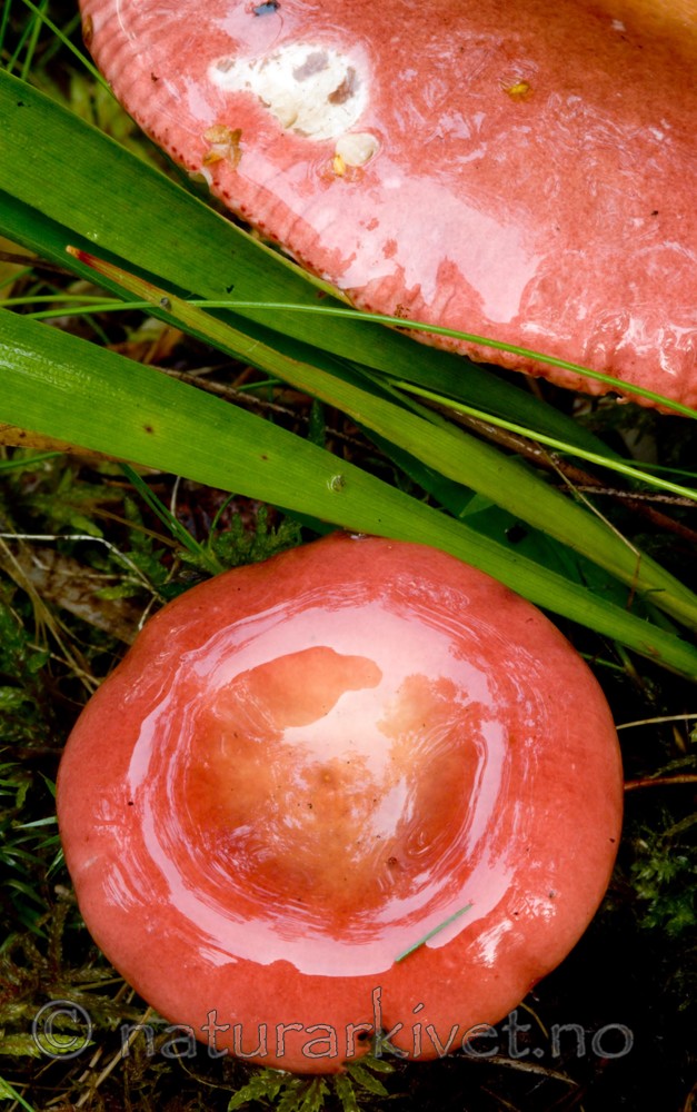 BB 05 0178 / Russula integra / Mandelkremle