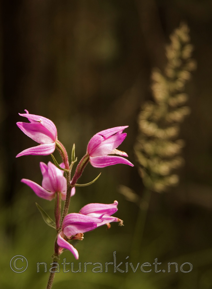 BB 05 0184 / Calamagrostis arundinacea / Snerprørkvein <br /> Cephalanthera rubra / Rød skogfrue