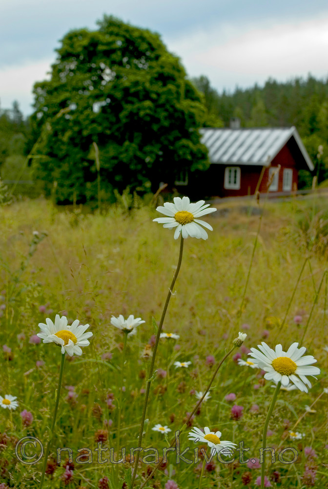 BB 05 0185 / Acer platanoides / Spisslønn <br /> Leucanthemum vulgare / Prestekrage <br /> Trifolium pratense / Rødkløver