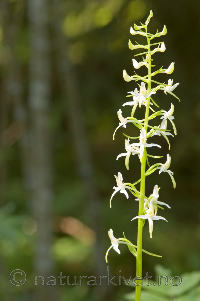 BB 05 0186 / Platanthera bifolia / Nattfiol