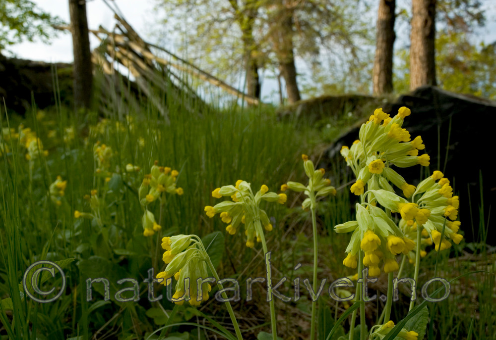 BB 05 0189 / Primula veris / Marianøkleblom