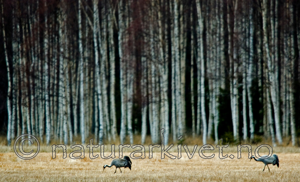 BB 05 0192 / Betula pendula / Hengebjørk <br /> Grus grus / Trane