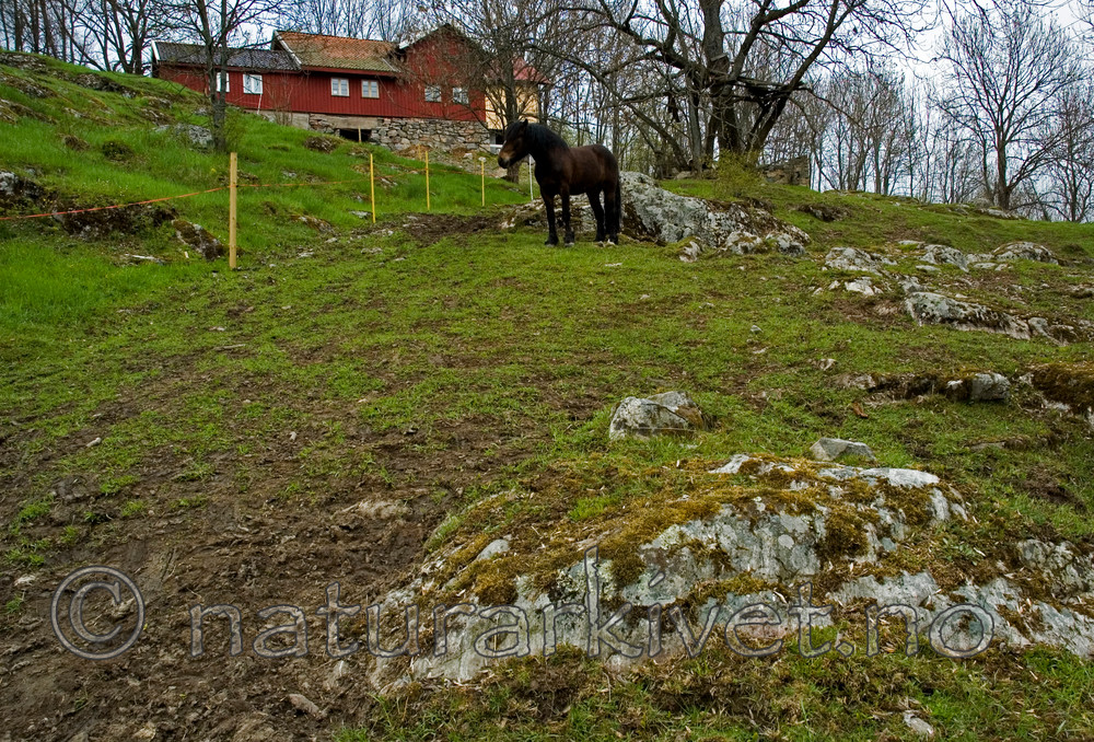 BB 05 0197 / Equus caballus / Hest