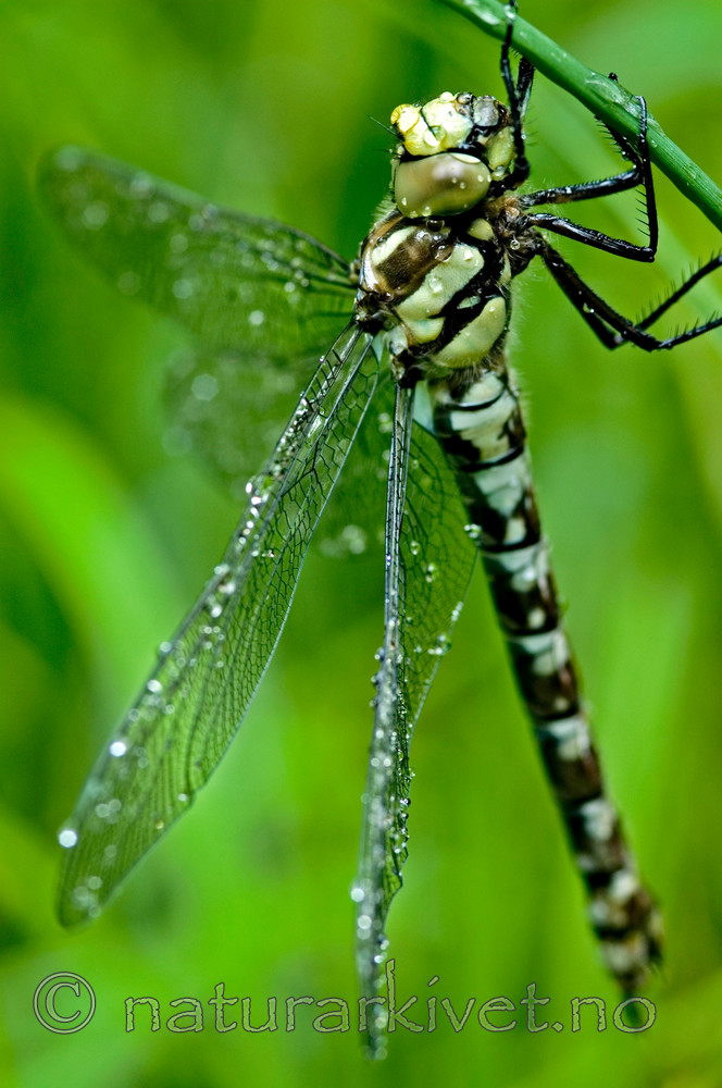 BB 05 0202 / Aeshna juncea / Vanlig øyenstikker