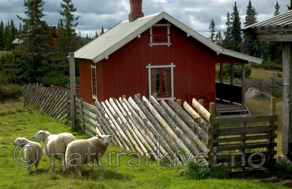 BB 05 0205 / Ovis aries / Sau <br /> Picea abies / Gran