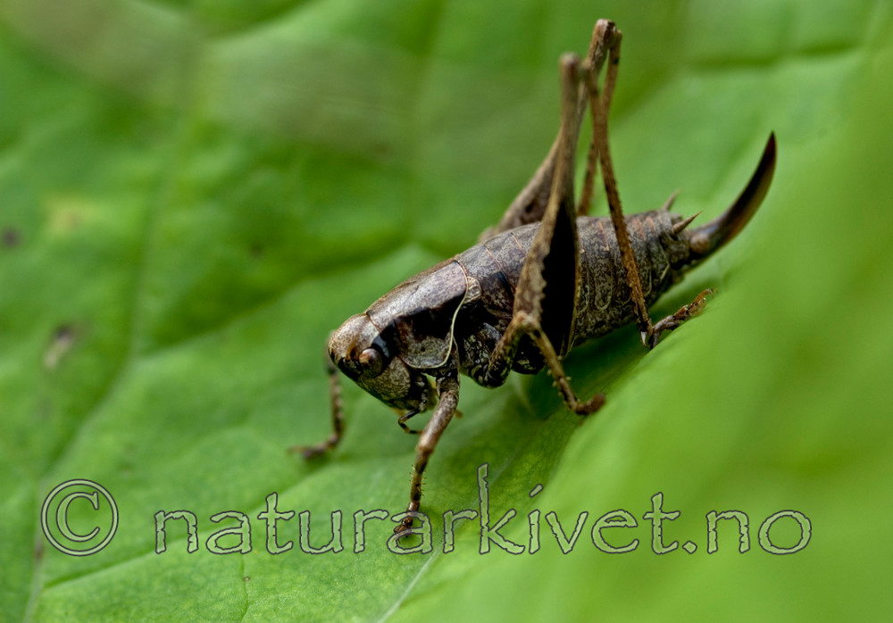 BB 05 0210 / Pholidoptera griseoaptera / Buskhopper