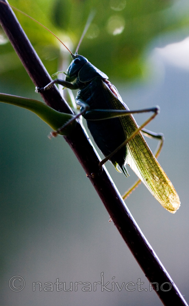 BB 05 0213 / Tettigonia viridissima / Grønn løvgresshoppe