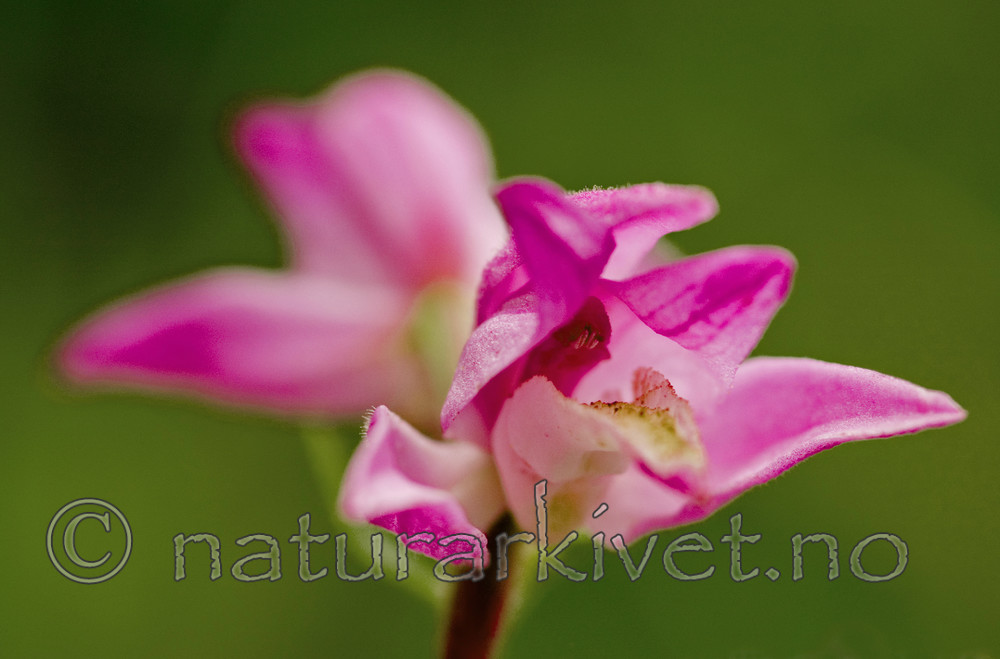 BB 05 0214 / Cephalanthera rubra / Rød skogfrue