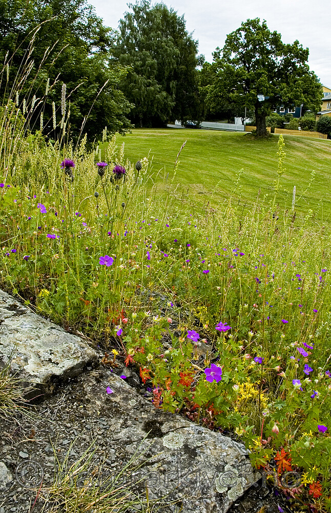 BB 05 0220 / Centaurea scabiosa / Fagerknoppurt <br /> Geranium sanguineum / Blodstorkenebb <br /> Phleum phleoides / Smaltimotei