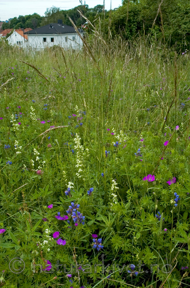 BB 05 0221 / Avenula pratensis / Enghavre <br /> Dracocephalum ruyschiana / Dragehode <br /> Galium boreale / Hvitmaure <br /> Geranium sanguineum / Blodstorkenebb