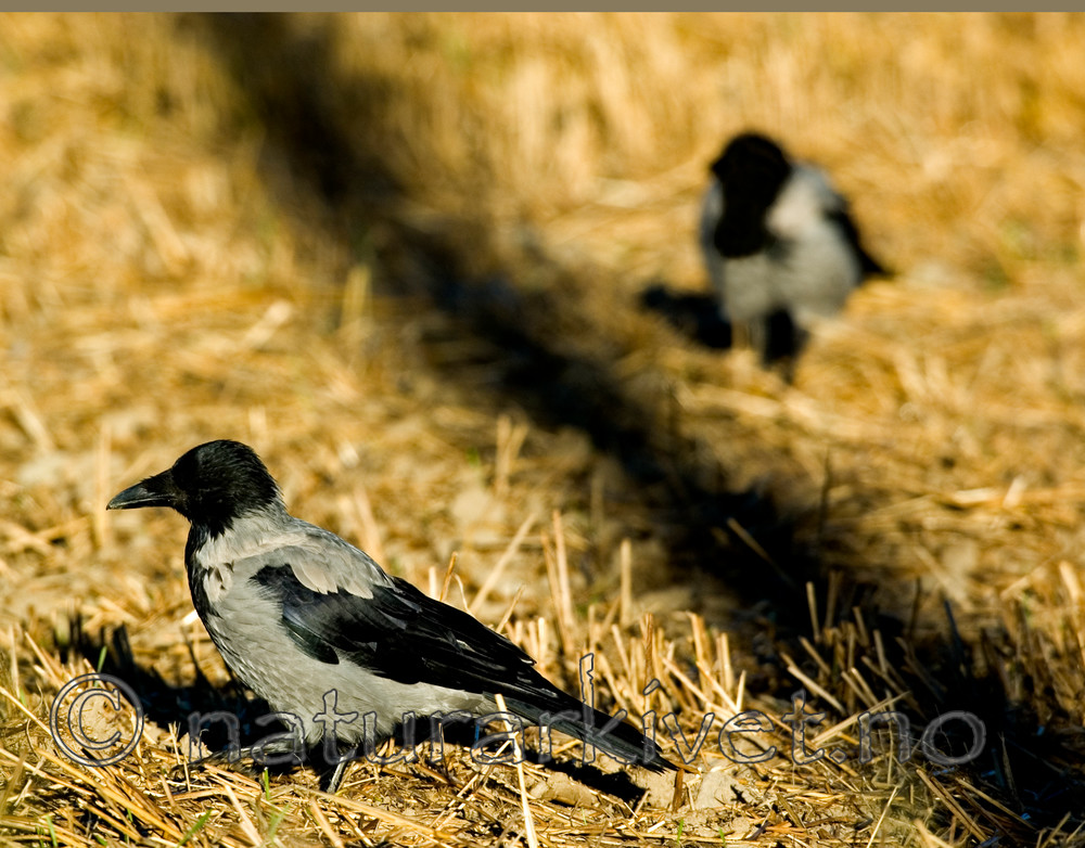 BB 05 0222 / Corvus cornix / Kråke