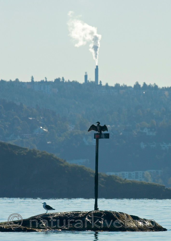 BB 05 0223 / Larus marinus / Svartbak <br /> Phalacrocorax carbo / Storskarv
