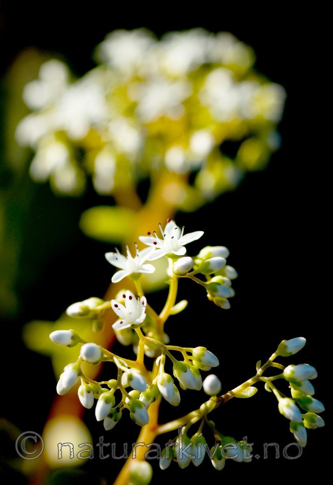 BB 05 0232 / Sedum album / Hvitbergknapp