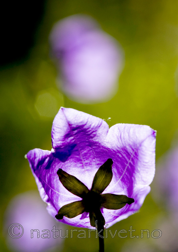 BB 05 0233 / Campanula persicifolia / Fagerklokke