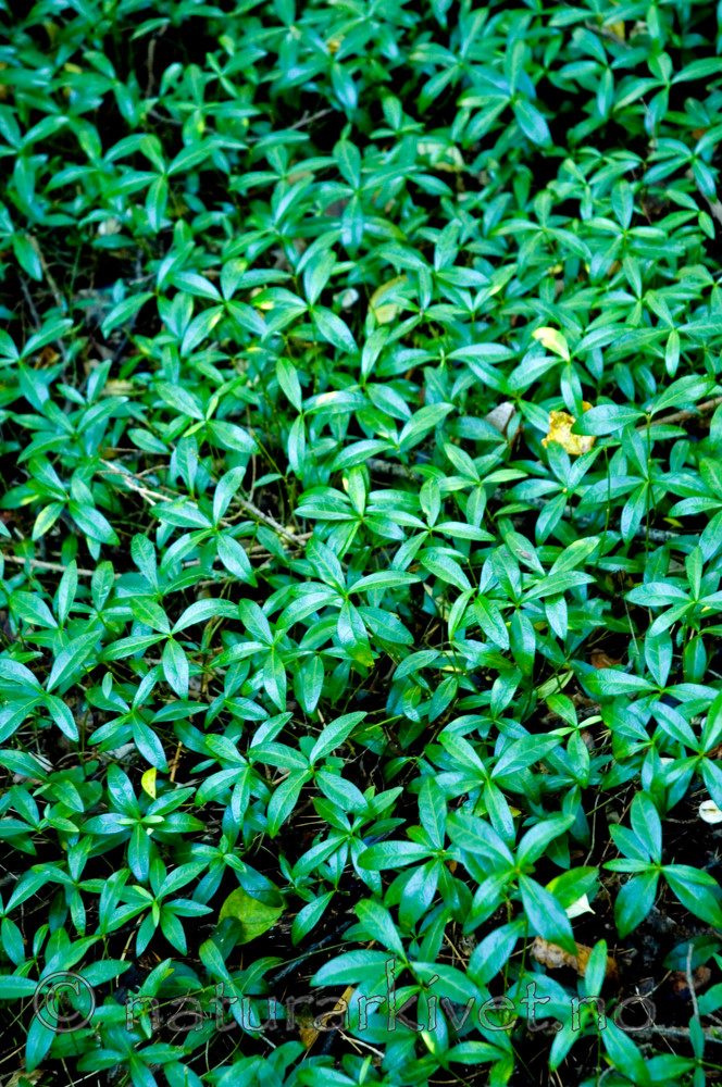 BB 05 0244 / Vinca minor / Gravmyrt