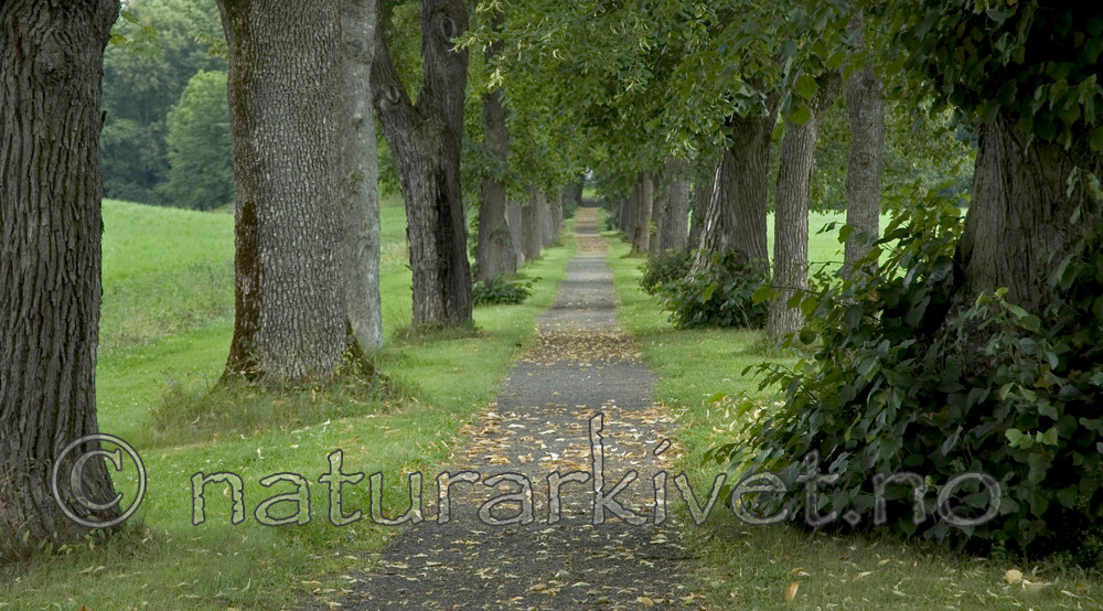 BB 05 0248 / Acer platanoides / Spisslønn <br /> Tilia cordata / Lind