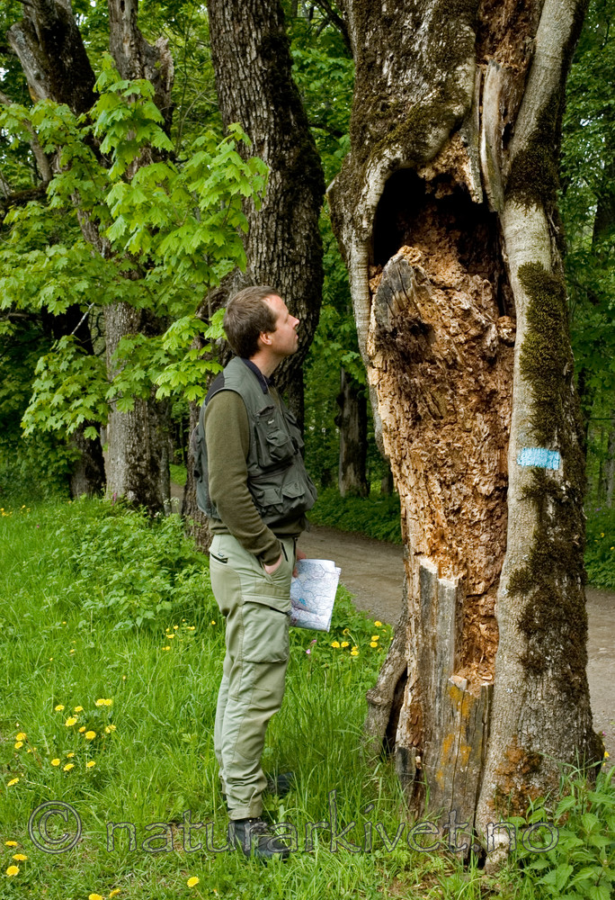 BB 05 0250 / Acer platanoides / Spisslønn <br /> Fraxinus excelsior / Ask