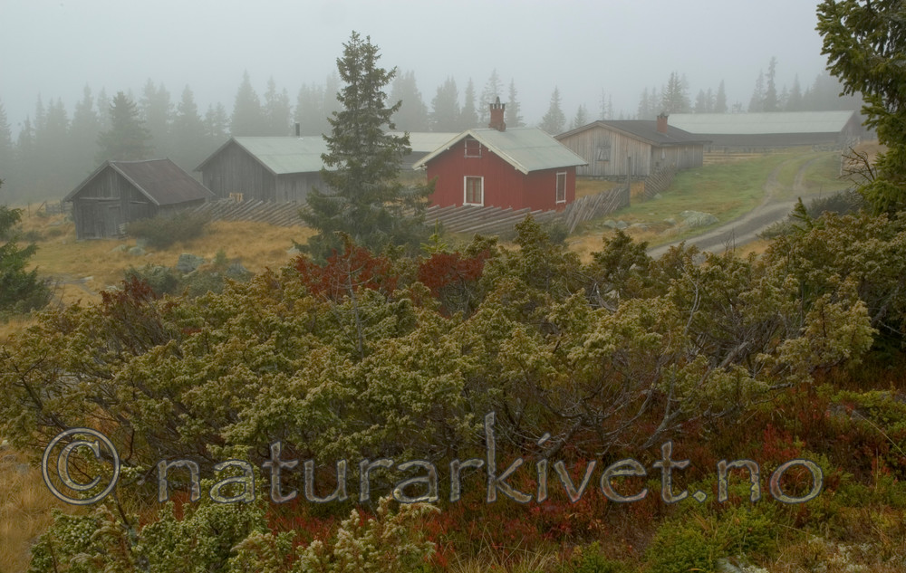 BB 05 0258 / Empetrum nigrum / Krekling <br /> Juniperus communis / Einer <br /> Picea abies / Gran <br /> Vaccinium myrtillus / Blåbær