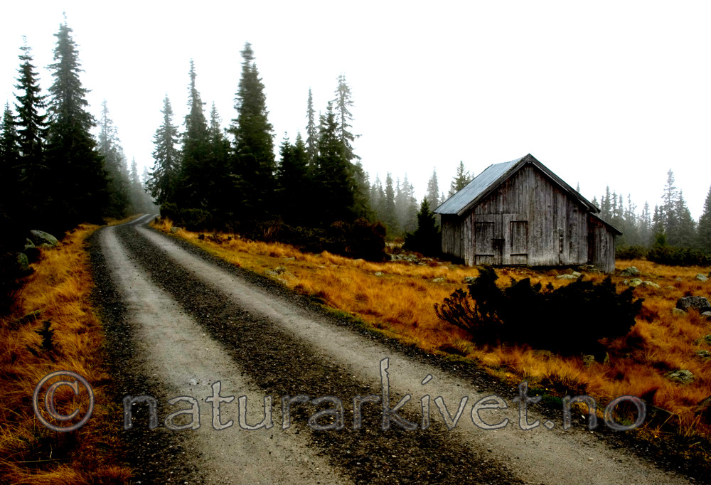 BB 05 0261 / Juniperus communis / Einer <br /> Picea abies / Gran