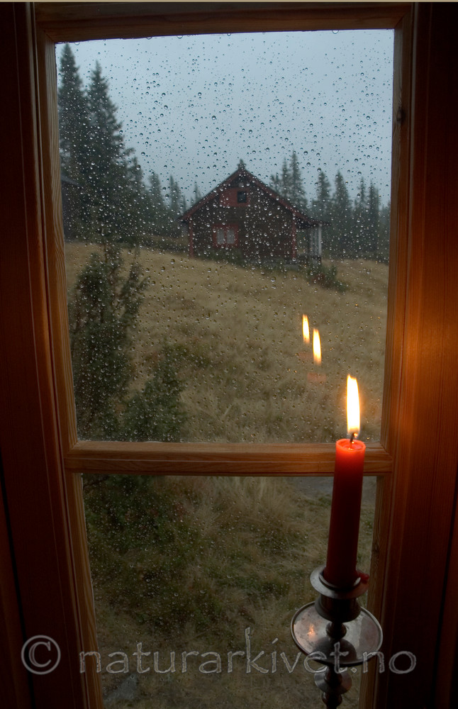 BB 05 0263 / Juniperus communis / Einer <br /> Picea abies / Gran