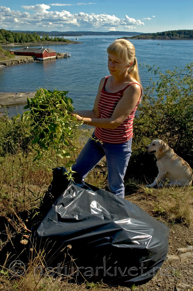 BB 05 0271 / Vincetoxicum rossicum / Russesvalerot