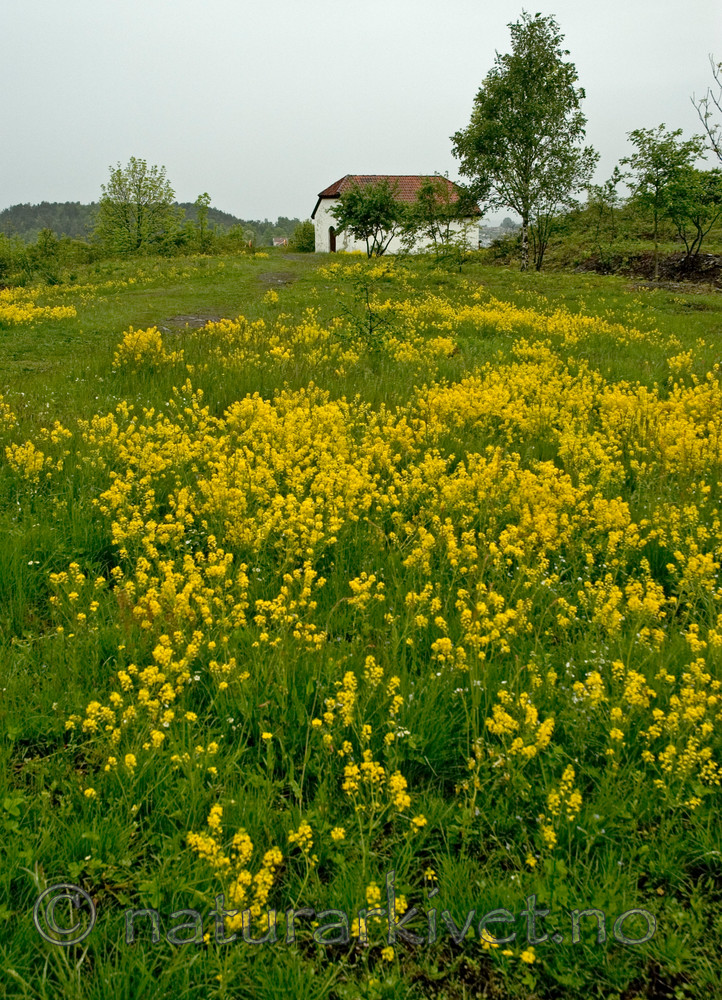 BB 05 0273 / Barbarea vulgaris / Vinterkarse