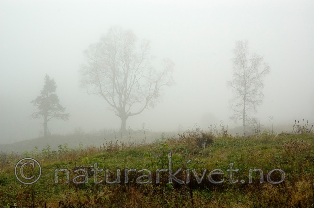 BB 05 0277 / Betula pendula / Hengebjørk