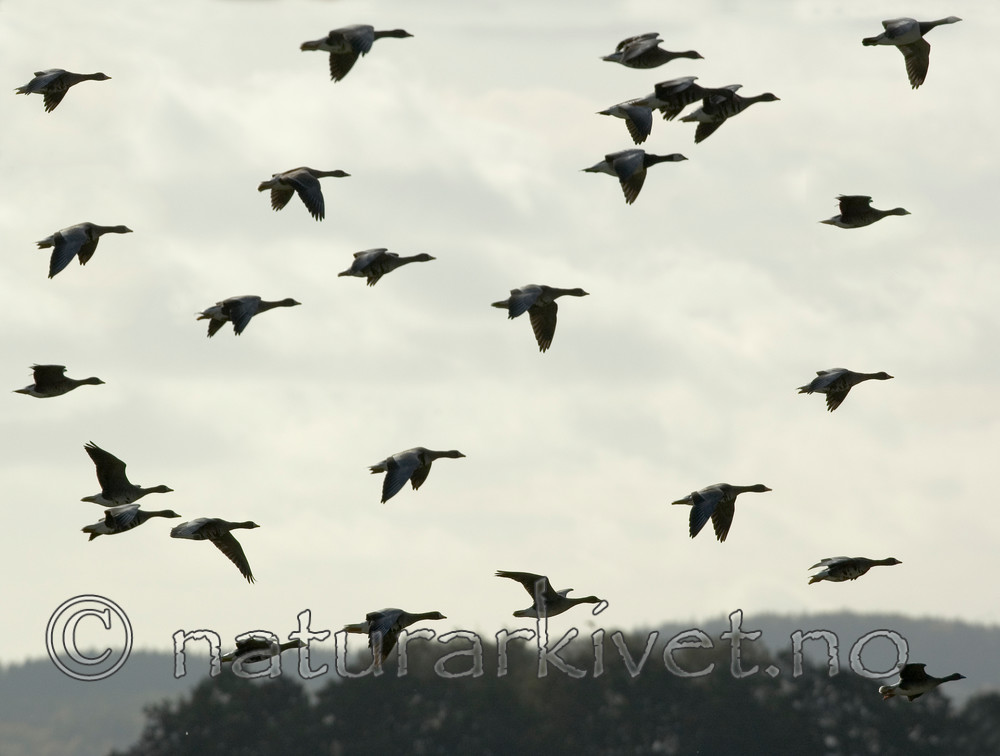 BB 05 0282 / Anser albifrons / Tundragås <br /> Branta leucopsis / Hvitkinngås