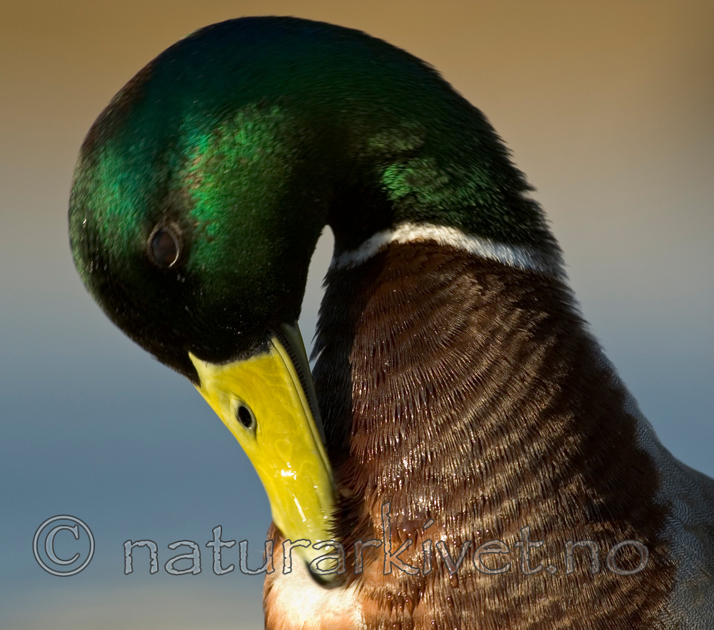 BB 05 0289 / Anas platyrhynchos / Stokkand