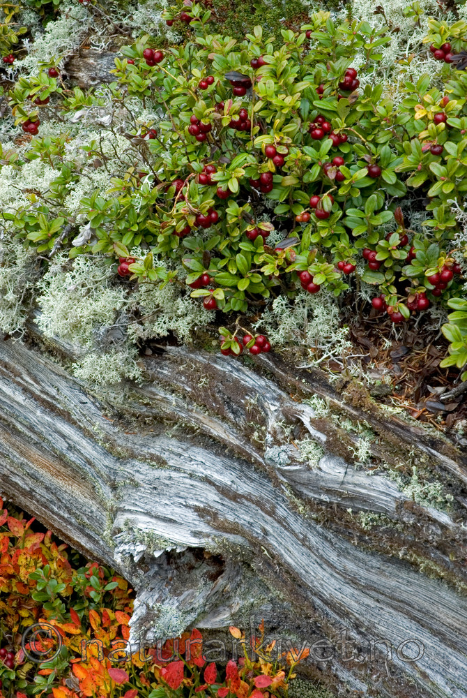 BB 05 0291 / Cladonia stellaris / Kvitkrull <br /> Vaccinium vitis-idaea / Tyttebær