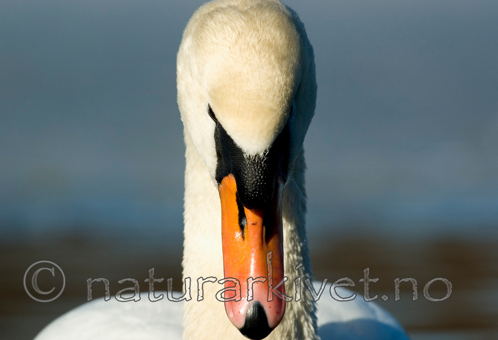 BB 05 0293 / Cygnus olor / Knoppsvane