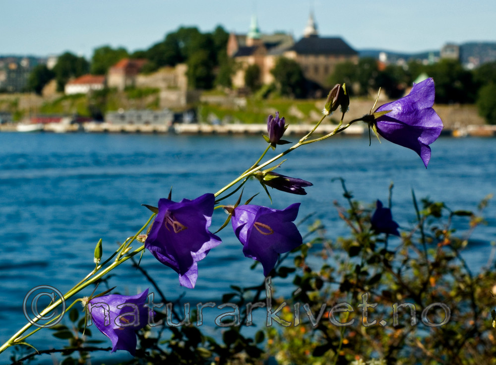 BB 05 0294 / Campanula persicifolia / Fagerklokke