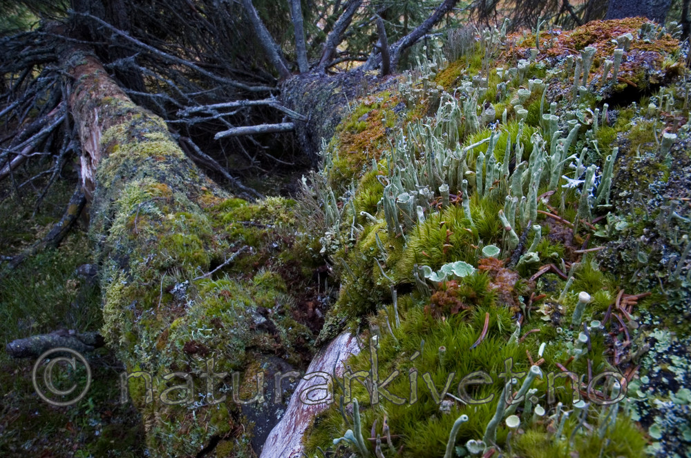 BB 05 0296 / Picea abies / Gran