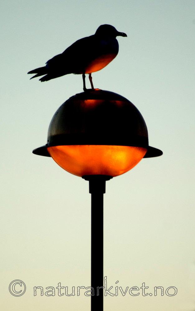 BB 05 0298 / Larus argentatus / Gråmåke