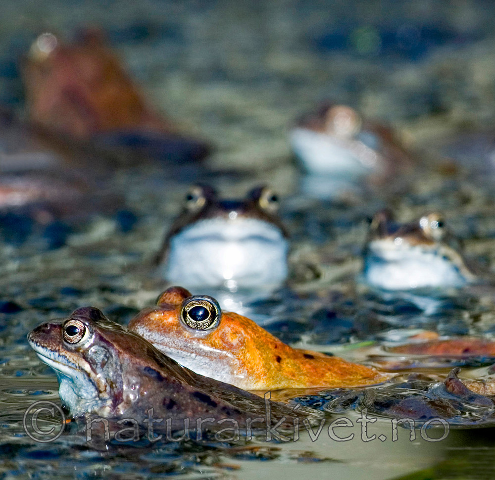 BB 05 0300 / Rana temporaria / Buttsnutefrosk