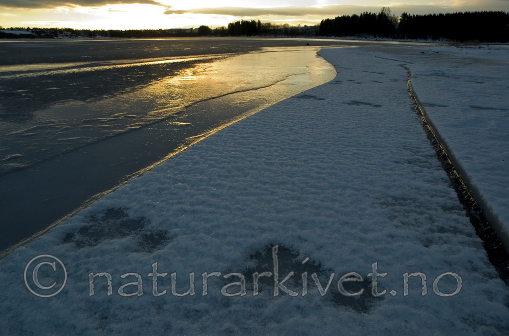 BB 05 0306 / Lepus timidus / Hare