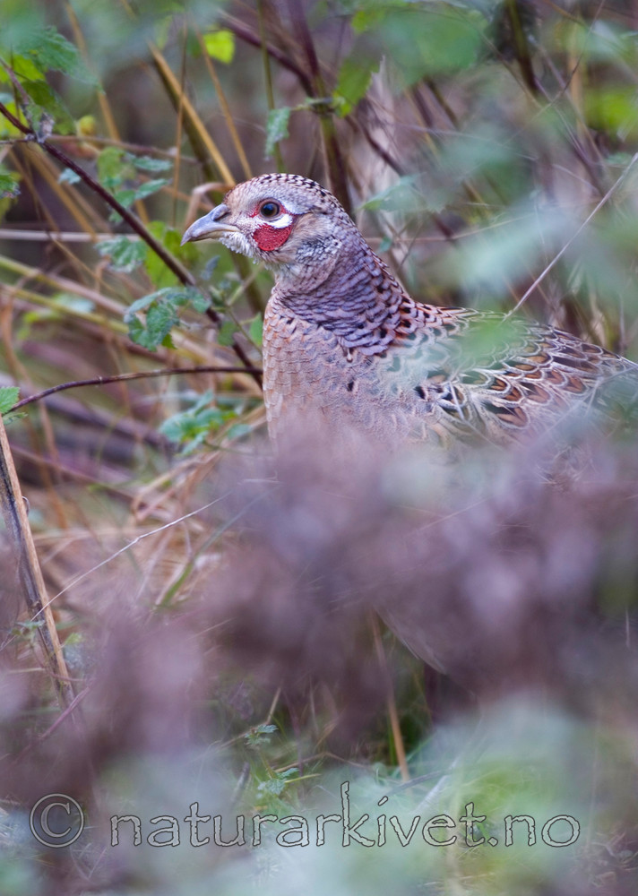 BB 05 0311 / Phasianus colchicus / Fasan