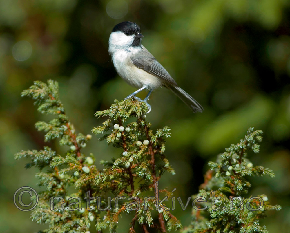 BB 05 0312 / Juniperus communis / Einer <br /> Poecile montanus / Granmeis